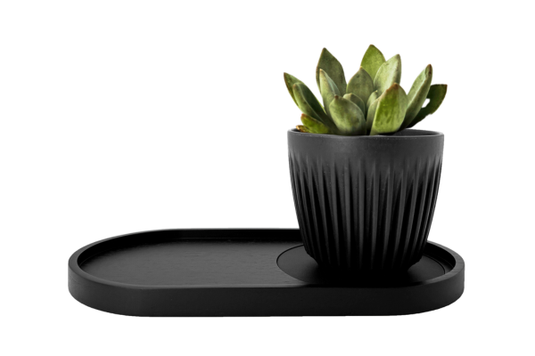 CURATED BUSINESS GIFT SET: CIRCLES + PLEATS + features a plant in a sleek black pot, ideal for enhancing any desk with modern elegance.